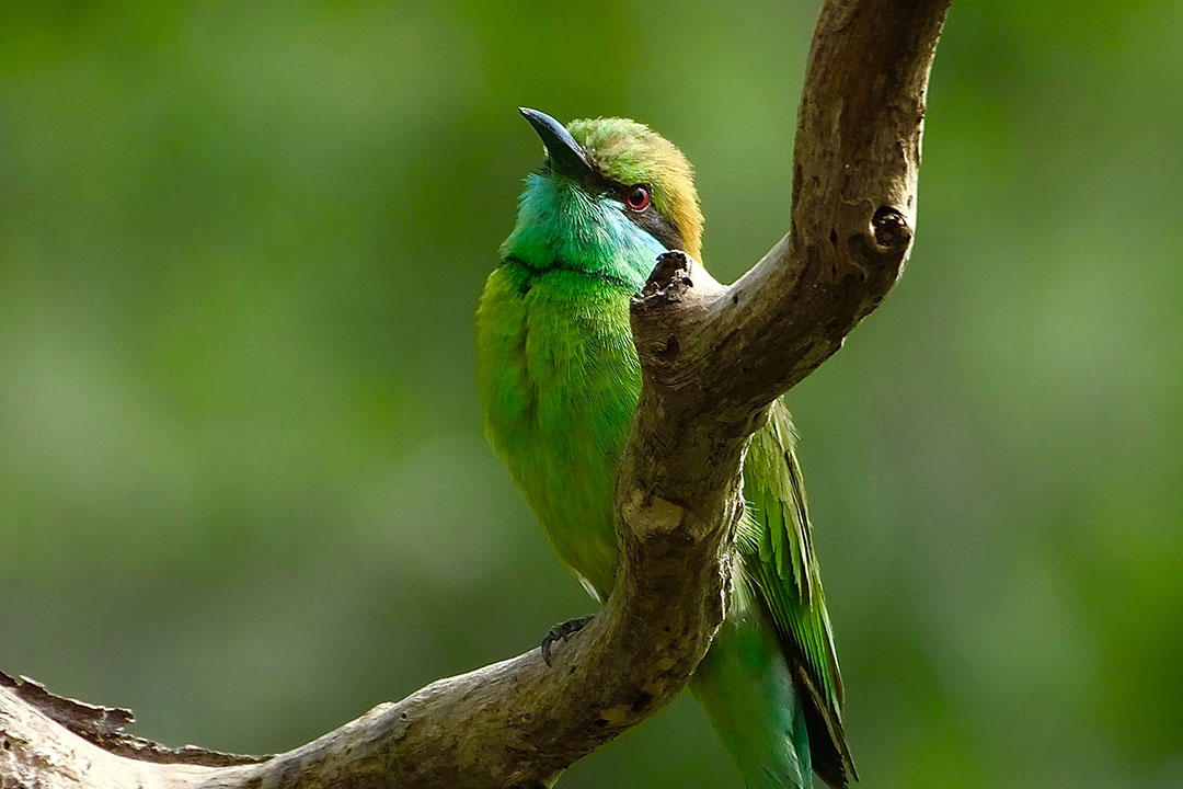 Gruener Vogel