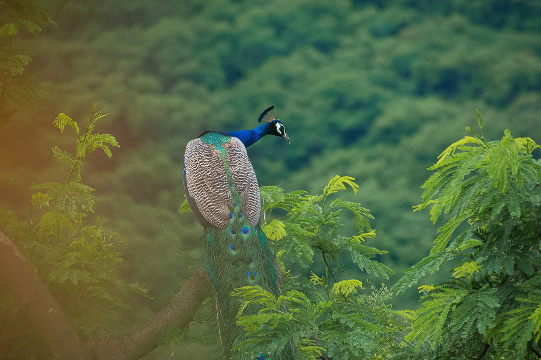 Pfau
