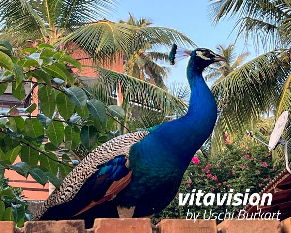 Ein Ayurveda Kurgast schickt Fotos aus dem Hotel