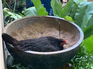 Buddhistischer Moench aus dem Sueden Sri Lankas 17