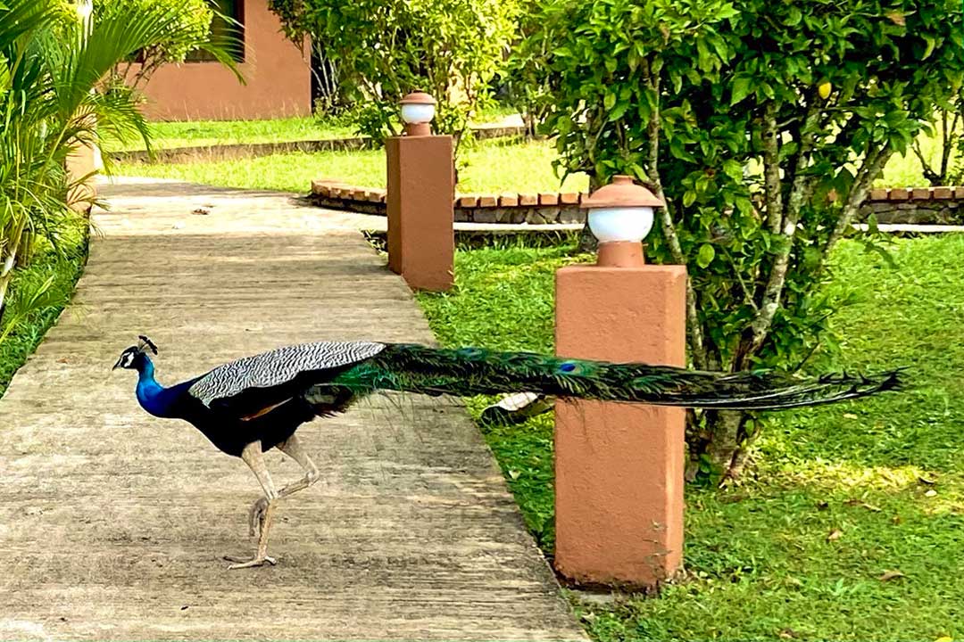 Pfau