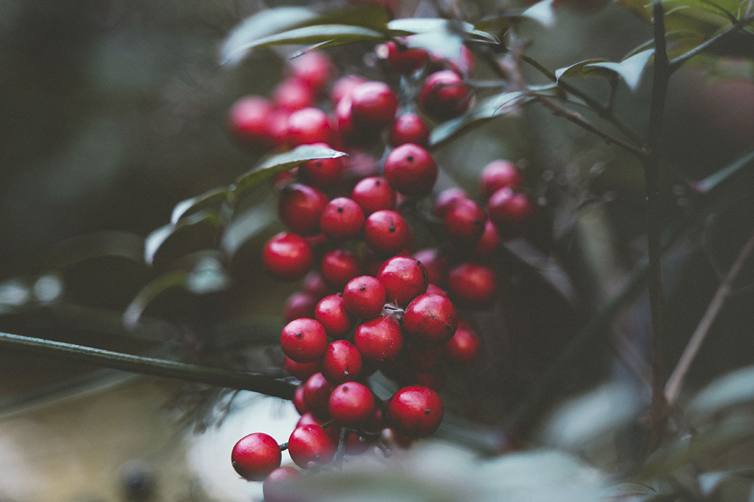 Homoeopathie Rote Beeren
