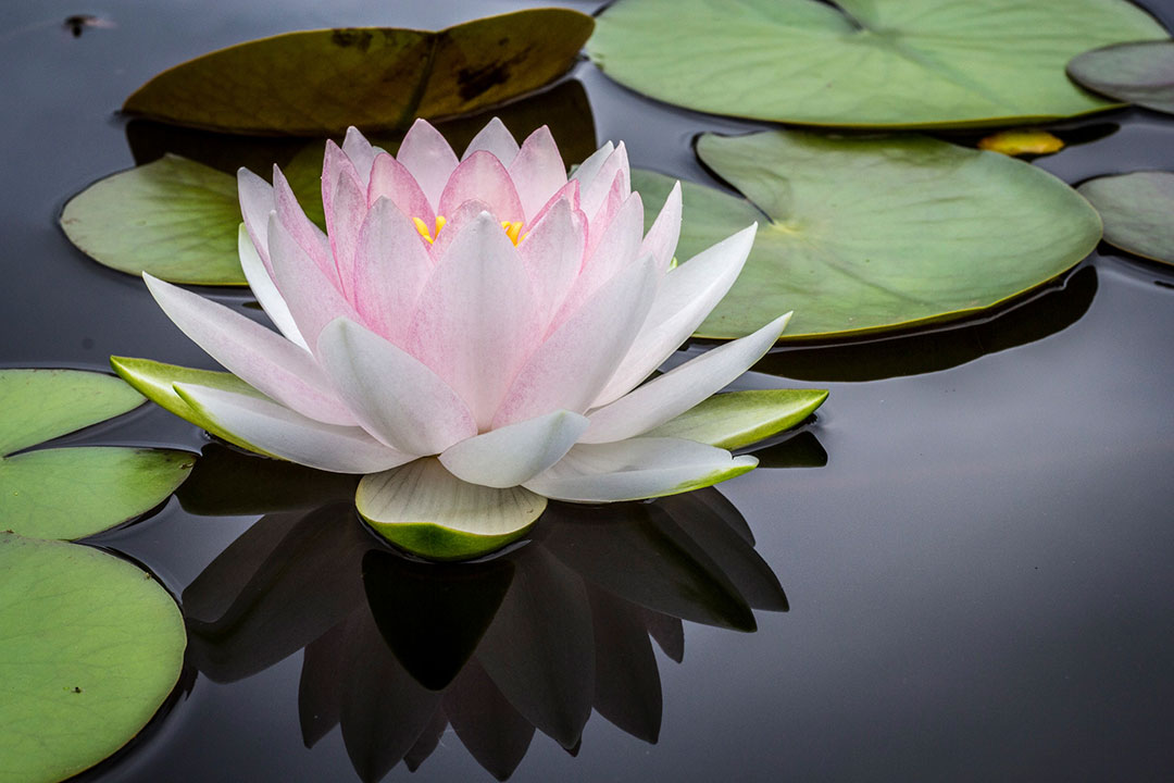 Seerose