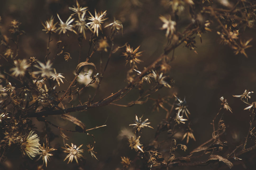 Trockenblumen