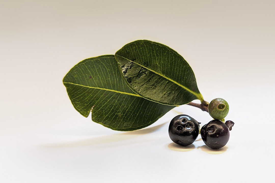 Berries