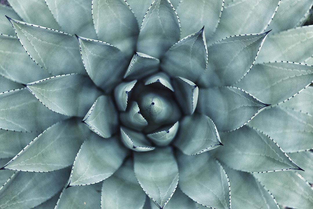 Green leafed plant