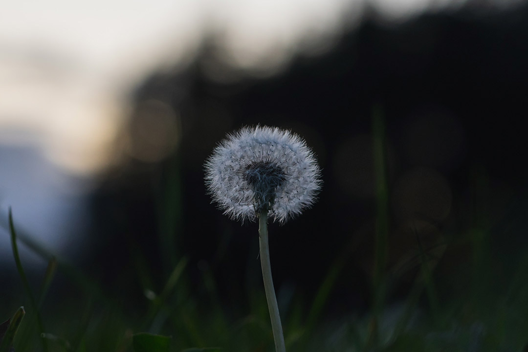pusteblume