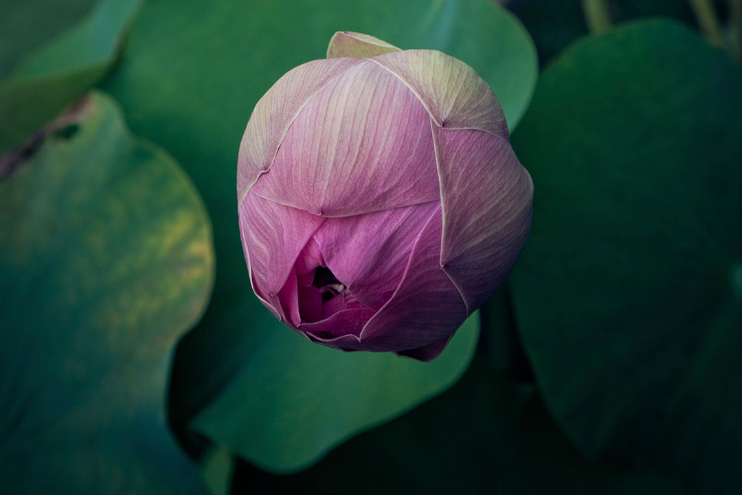 Geschlossene Seerose