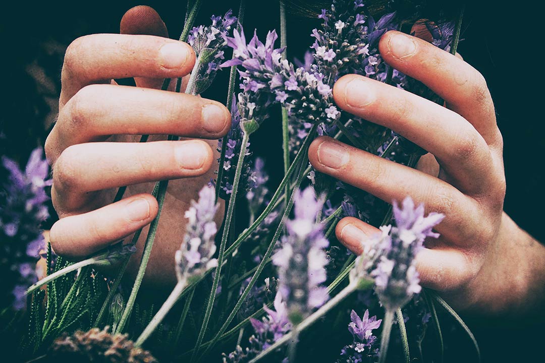 Lavendel